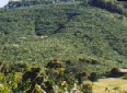 So many banana trees!